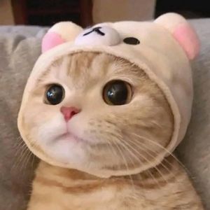 Bơ Sữa's avatar